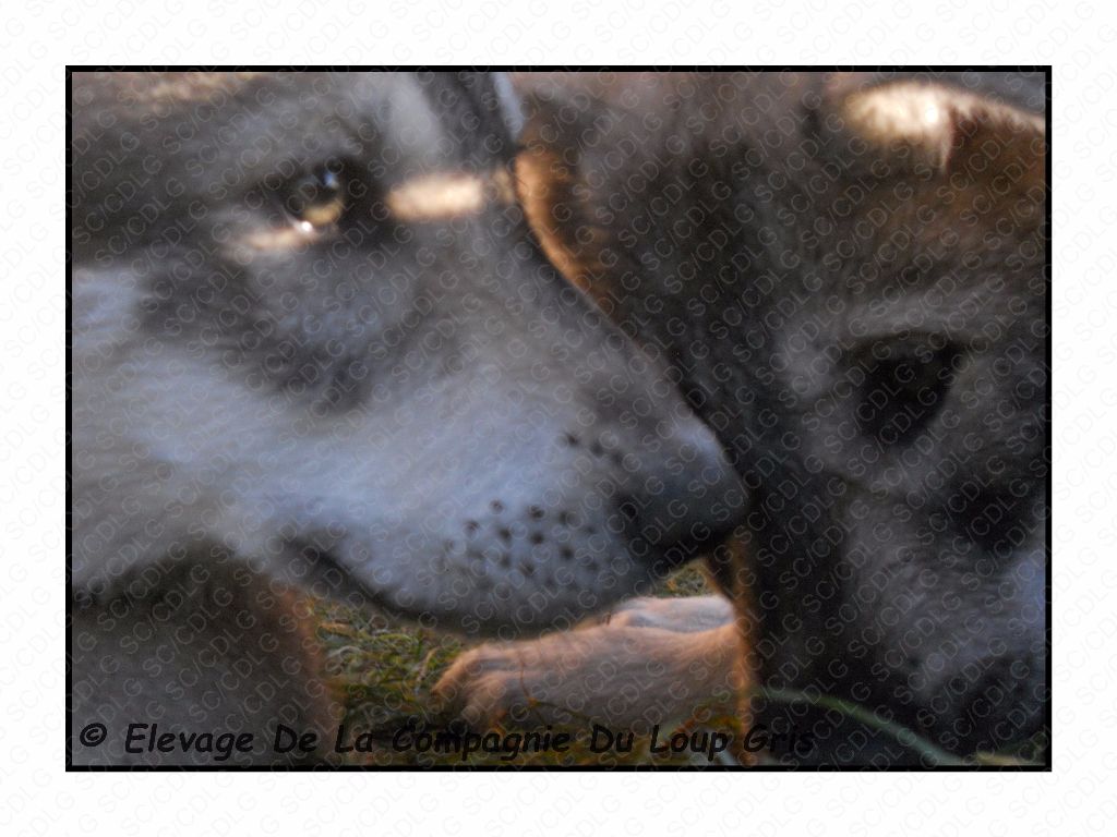Accueil Elevage De La Compagnie Du Loup Gris Eleveur De