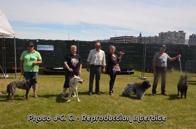 CH. Diepoldsau de la compagnie du loup gris - 1er Excellent en classe Champion - Meilleur Champion