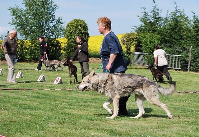 CH. Baïkal-bayeux Eskalupa - 1er Excellent en classe Vétéran