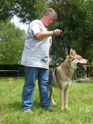 CH. Arkhangelsk-armor d'Emozioni Breizh - 2ème Excellent en classe Jeune