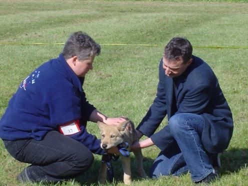 CH. Arkhangelsk-armor d'Emozioni Breizh - Très prometteur en classe Baby