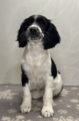 Les chiots de English Springer Spaniel
