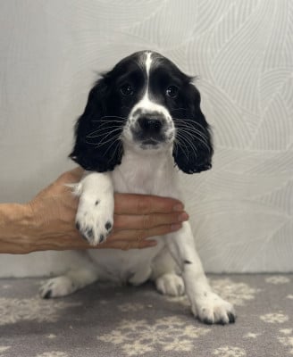 Les chiots de English Springer Spaniel
