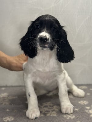 Les chiots de English Springer Spaniel