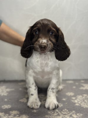 Les chiots de English Springer Spaniel