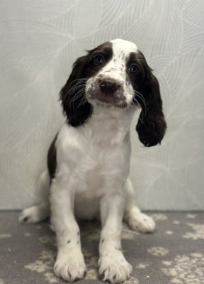Les chiots de English Springer Spaniel