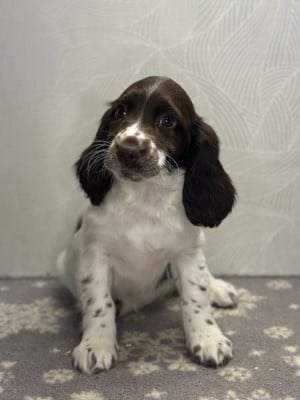 Les chiots de English Springer Spaniel