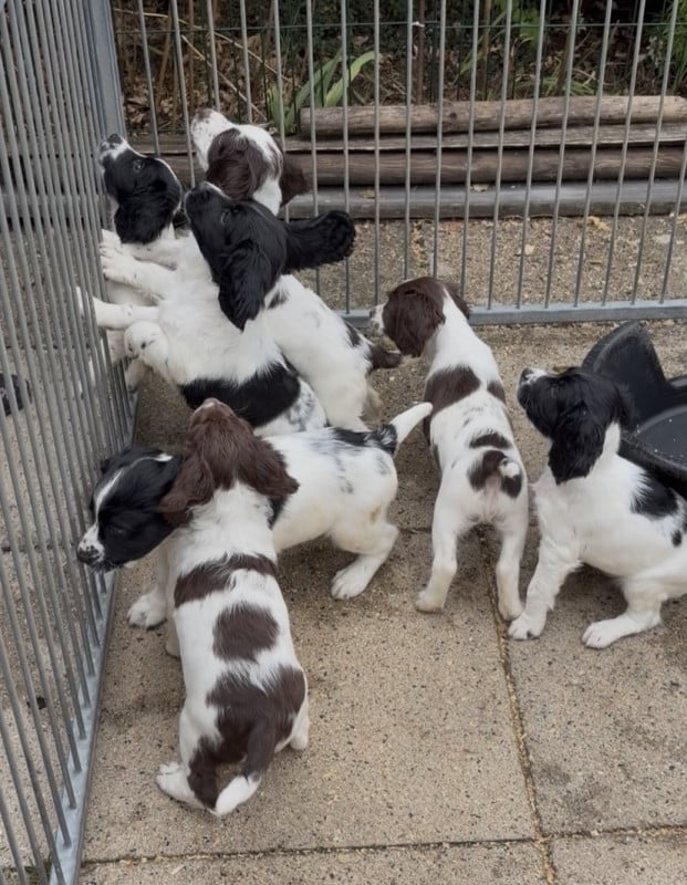 English Springer Spaniel - des Mille Epines