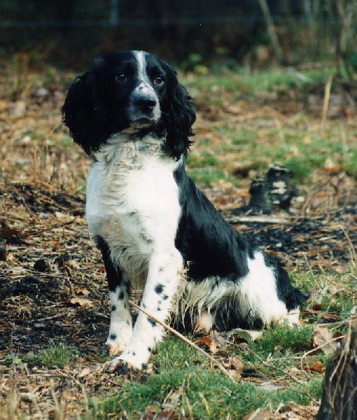 CH. Snoopy des Etangs de Dame Blanche - Vice champion de France de gibier tiré 2007