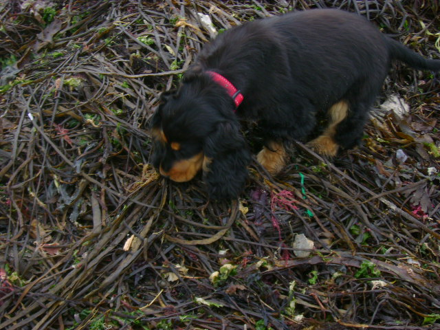 Publication : Du domaine de makno