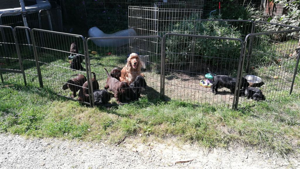chiot Field Spaniel du Kreizker