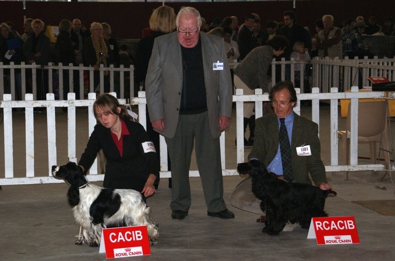 Dee dee doo du Kreizker - 1 ère exc en CI, CACS-CACIB, MEILLEURE FEMELLE