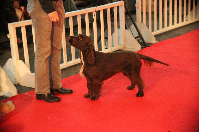 TR. CH. For you eyes only Des Haies De La Conchée - CACS CACIB BOB