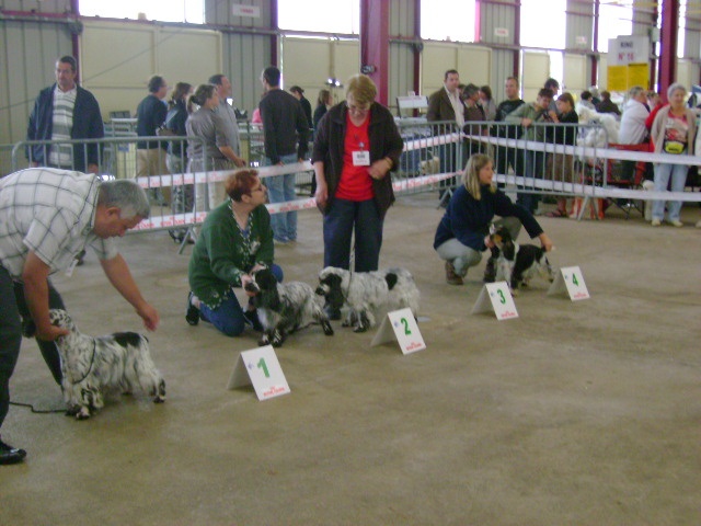 Acheb du Kreizker - 4ème excellent