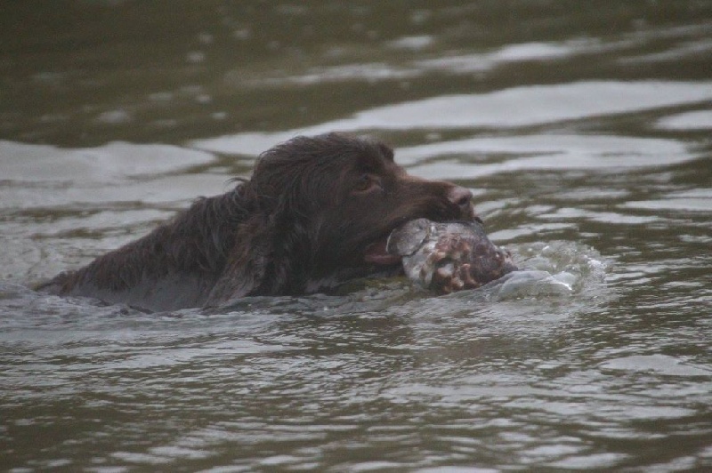 TR. CH. noblefield's Dream du kreizker - 2ème EXC RCACT