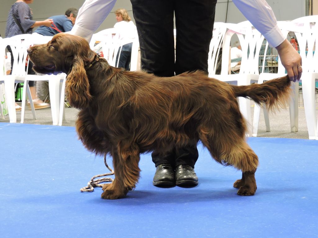 TR. CH. noblefield's Dream du kreizker - classe travail CACS RCACIB