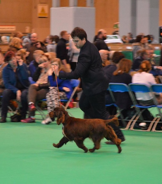 TR. CH. For you eyes only Des Haies De La Conchée - 1ere class special working gundog bitch