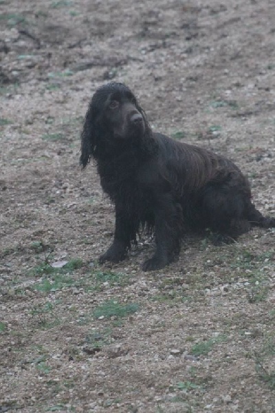 TR. CH. noblefield's Dream du kreizker - Bon qualifié pour le chpt de gibier tiré