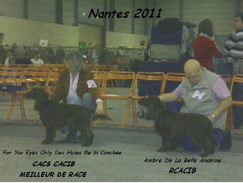 TR. CH. For you eyes only Des Haies De La Conchée - CACS CACIB BOB