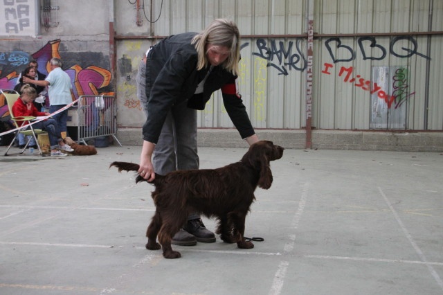 TR. CH. For you eyes only Des Haies De La Conchée - Très Prometteur classe puppy