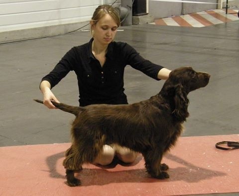 TR. CH. For you eyes only Des Haies De La Conchée - classe travail CACS CACIB