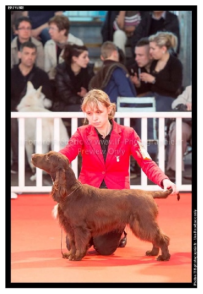 TR. CH. For you eyes only Des Haies De La Conchée - classe champion : BOB