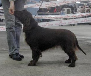 TR. CH. For you eyes only Des Haies De La Conchée - CACS CACIB MEILLEUR DE RACE