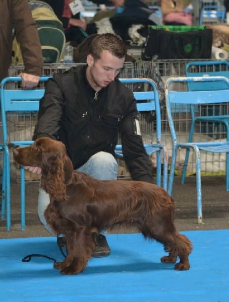 TR. CH. noblefield's Dream du kreizker - 1er excellent classe jeune