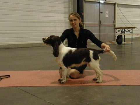 CH. Just for you love dit triskell du Kreizker - classe puppy TP MEILLEUR PUPPY