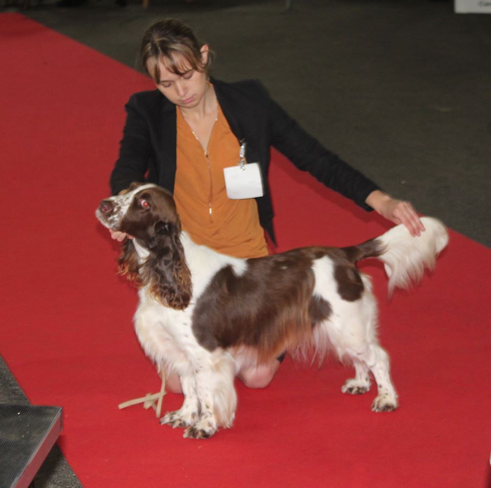 CH. Just for you love dit triskell du Kreizker - CACIB BOB