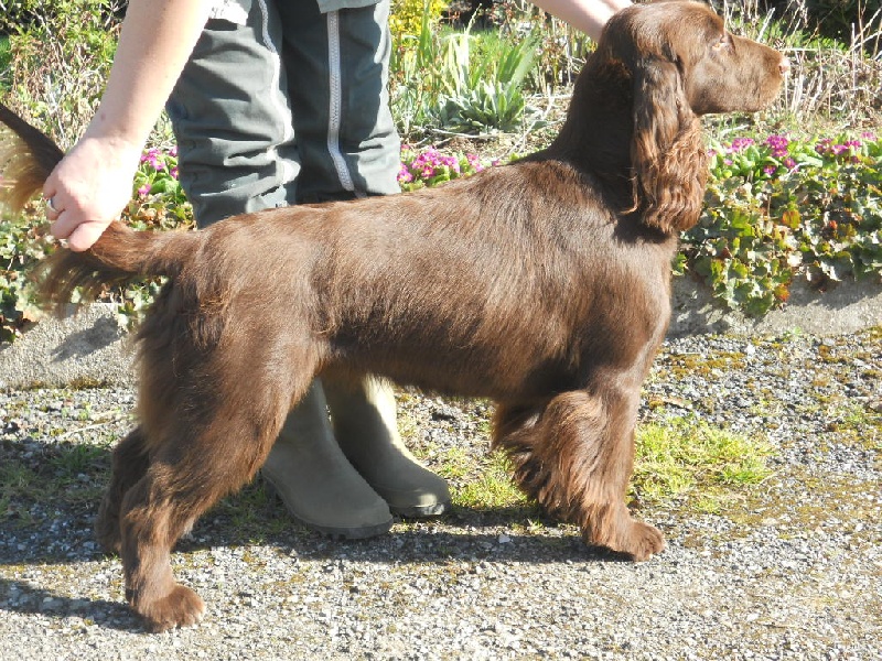 TR. CH. For you eyes only Des Haies De La Conchée - CACS CACIB Meilleur de race