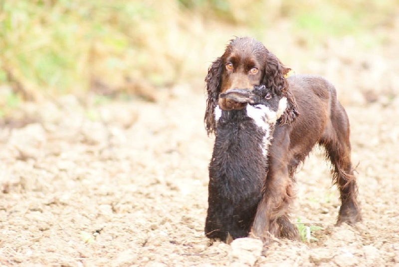 TR. Lindinha'r dite reno du Kreizker - TAN + confirmée