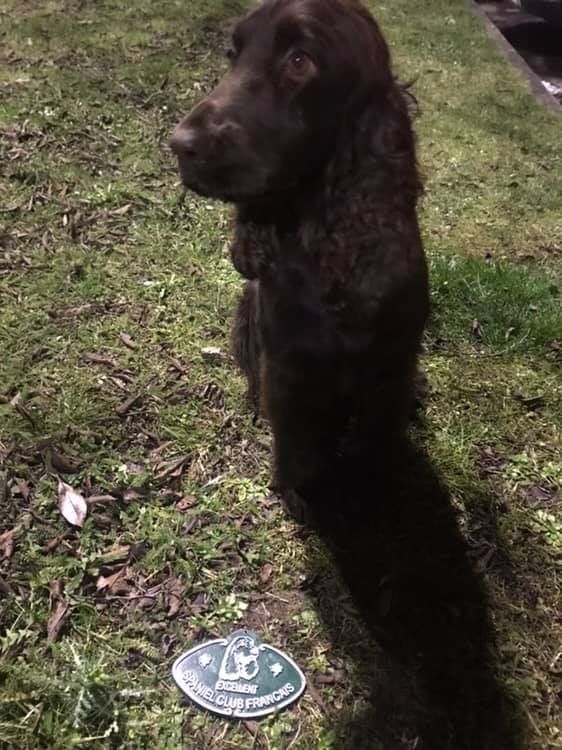 TR. Lindinha'r dite reno du Kreizker - 3e exc en co avec les springers