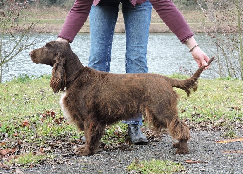 TR. CH. For you eyes only Des Haies De La Conchée - BOB