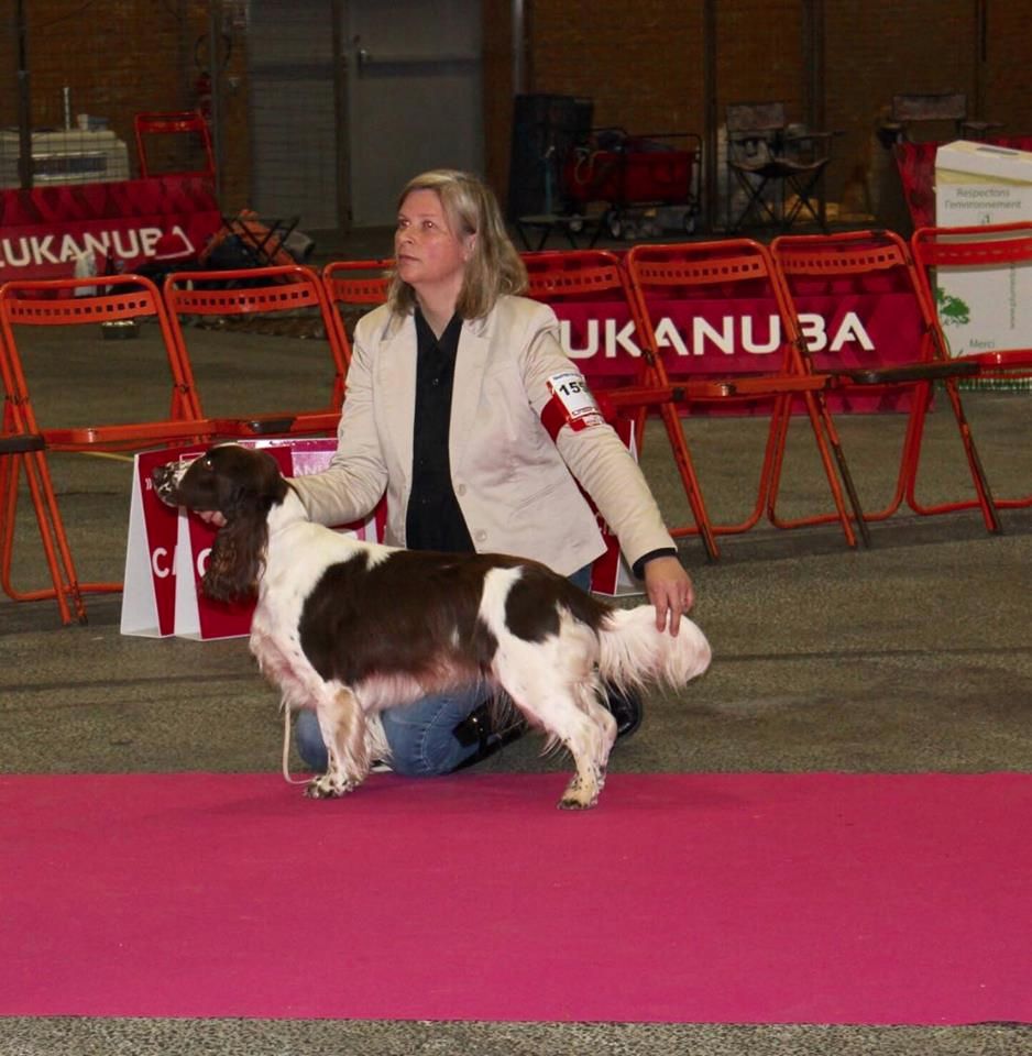 CH. Just for you love dit triskell du Kreizker - 1ere exc classe champion
