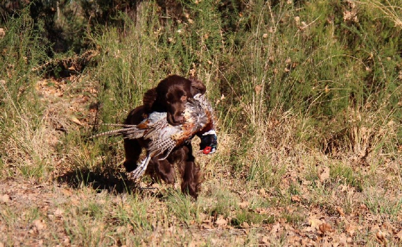 TR. CH. noblefield's Dream du kreizker - 3ème TB