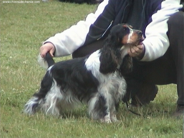 Acheb du Kreizker - 2ème excellent classe ouverte + RCACS