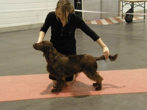 TR. CH. noblefield's Dream du kreizker - Classe puppy Très Prometteur