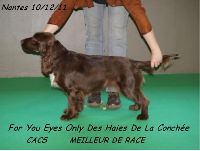 TR. CH. For you eyes only Des Haies De La Conchée - classe intermédiaire CACS BOB