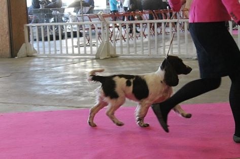 CH. Just for you love dit triskell du Kreizker - classe puppy MEILLEUR PUPPY