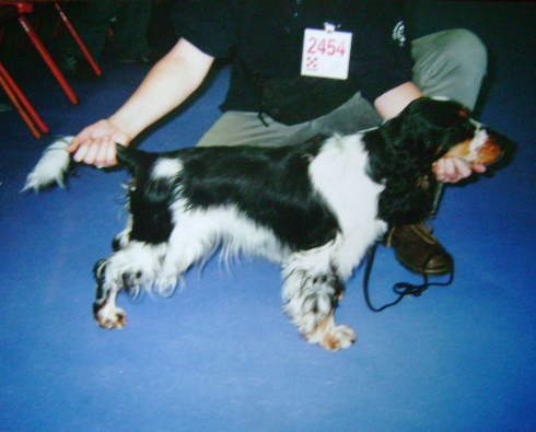 Acheb du Kreizker - classe jeune 1 ère excellent