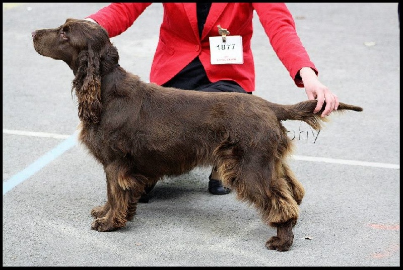 TR. CH. For you eyes only Des Haies De La Conchée - CACS CACIB BOB