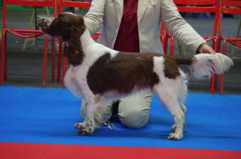 CH. Just for you love dit triskell du Kreizker - classe travail CACS RCACIB