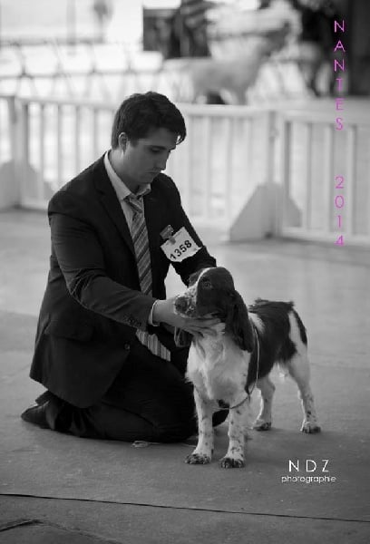 CH. Just for you love dit triskell du Kreizker - MEILLEUR PUPPY