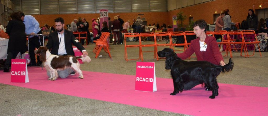 CH. Just for you love dit triskell du Kreizker - 1 ere exc CACIB BOB