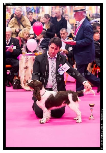 CH. Just for you love dit triskell du Kreizker - MEILLEUR PUPPY