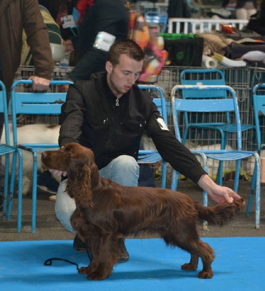 TR. CH. noblefield's Dream du kreizker - Meilleur de sexe opposé, MEILLEUR JEUNE