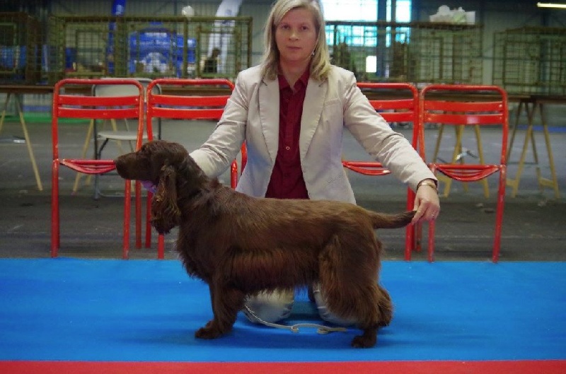 TR. CH. For you eyes only Des Haies De La Conchée - 1 ere excellent classe champion