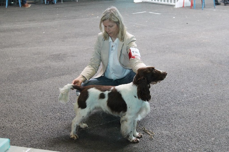 CH. Just for you love dit triskell du Kreizker - classe travail 1ere excellent CACS