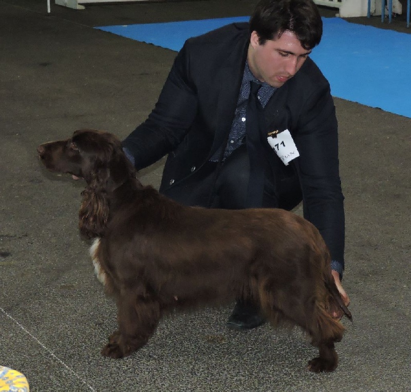 TR. CH. For you eyes only Des Haies De La Conchée - Meilleur femelle BOB